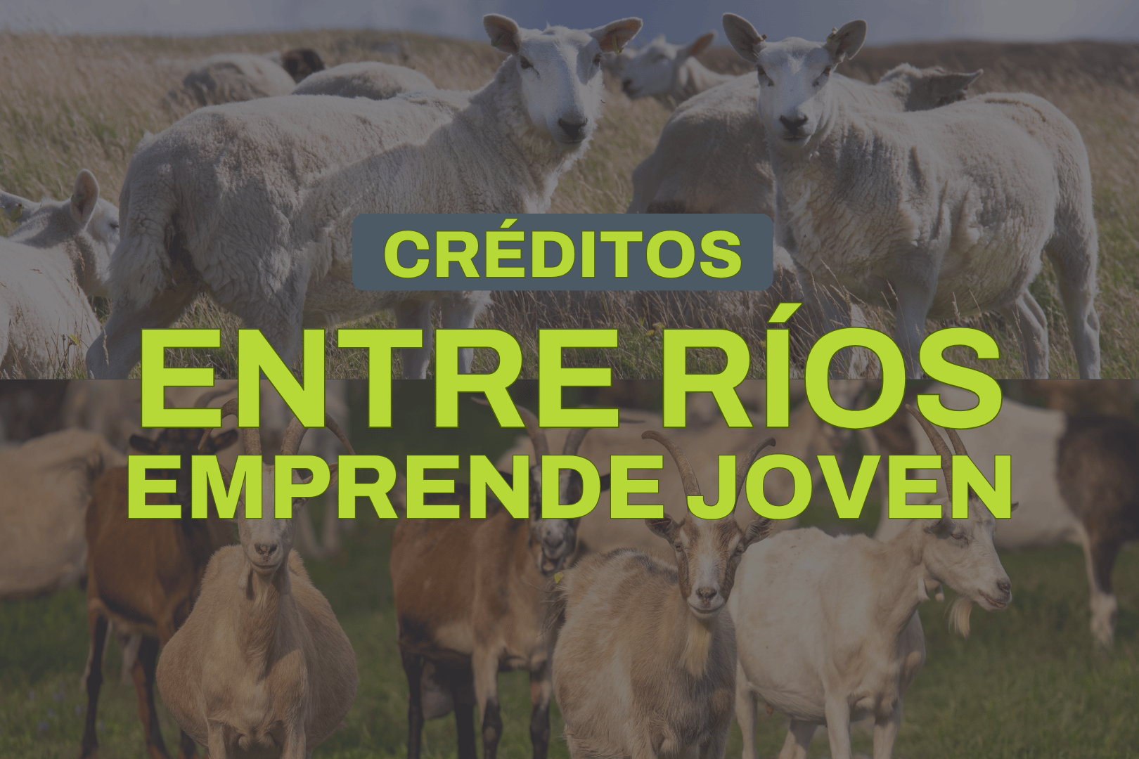 Créditos de hasta $3.000.000 para impulsar la producción ovina y caprina en Entre Ríos