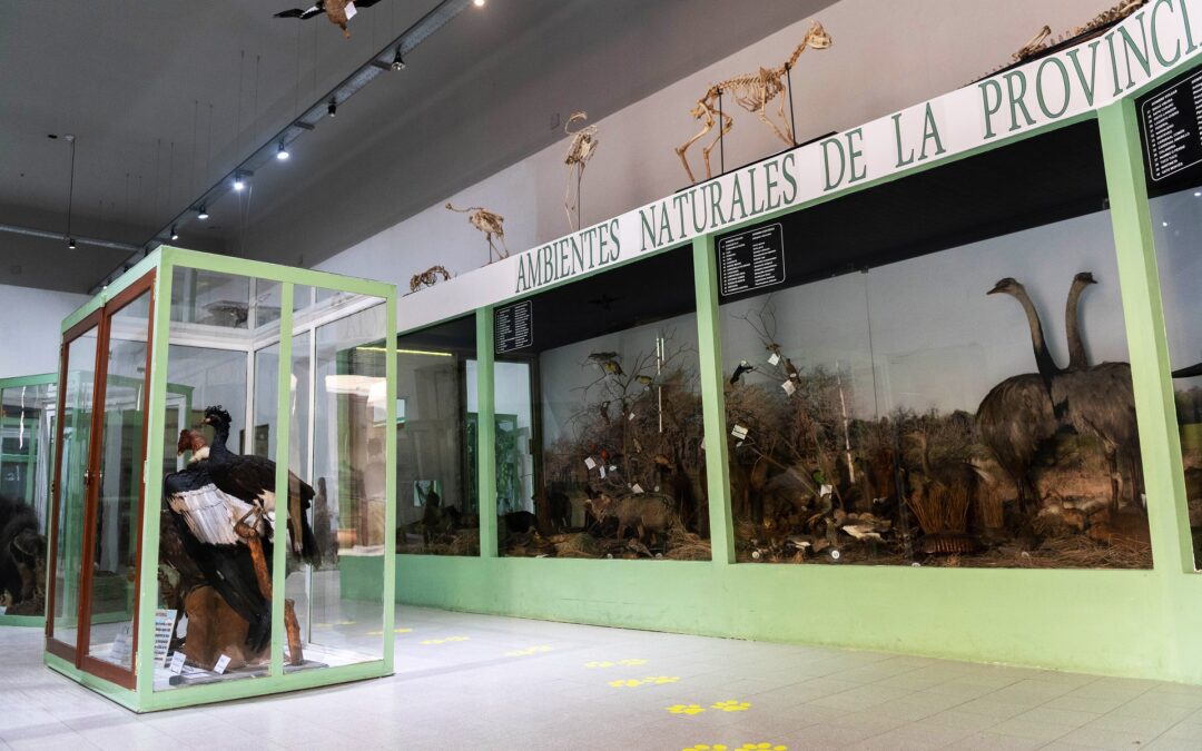 El Museo Provincial Antonio Serrano realizará desinfección y desinsectación de colecciones