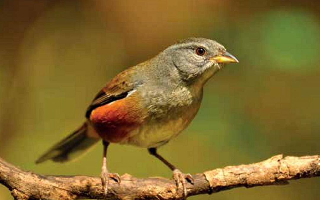 Presentan un libro sobre aves entrerrianas en el Museo Serrano 
