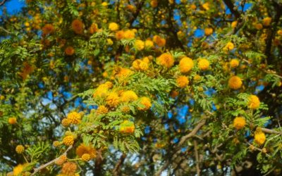 El Museo Provincial Antonio Serrano celebra el Día del Árbol Entrerriano en General Galarza