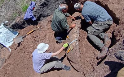 Hallazgo de Gliptodonte: el Museo Serrano trabajó junto a la comunidad para proteger el patrimonio entrerriano