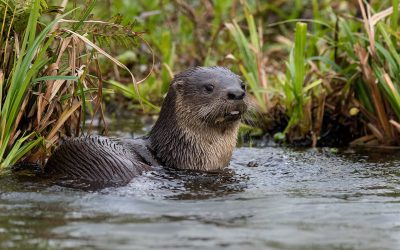 Presentarán una publicación sobre la conservación de especies animales nativas
