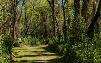 El Museo Antonio Serrano realizará un ciclo de charlas sobre flora nativa y ambientes entrerrianos