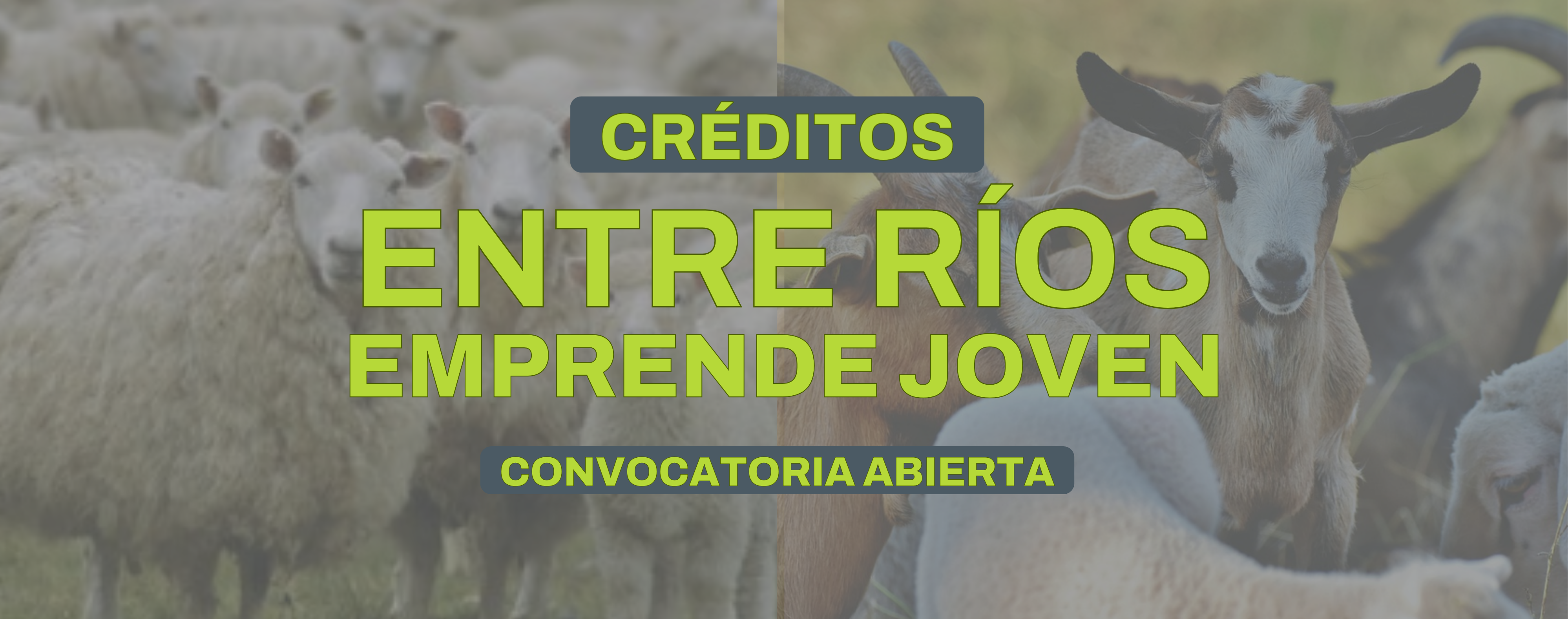 Convocatoria 2026