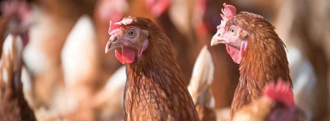 La producción de huevos impacta de manera decisiva en la cadena de valor avícola de Entre Ríos