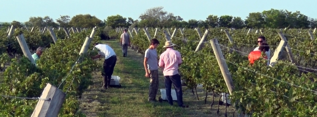 En Entre Ríos, la sociedad entre viñedos y turismo marca la diferencia