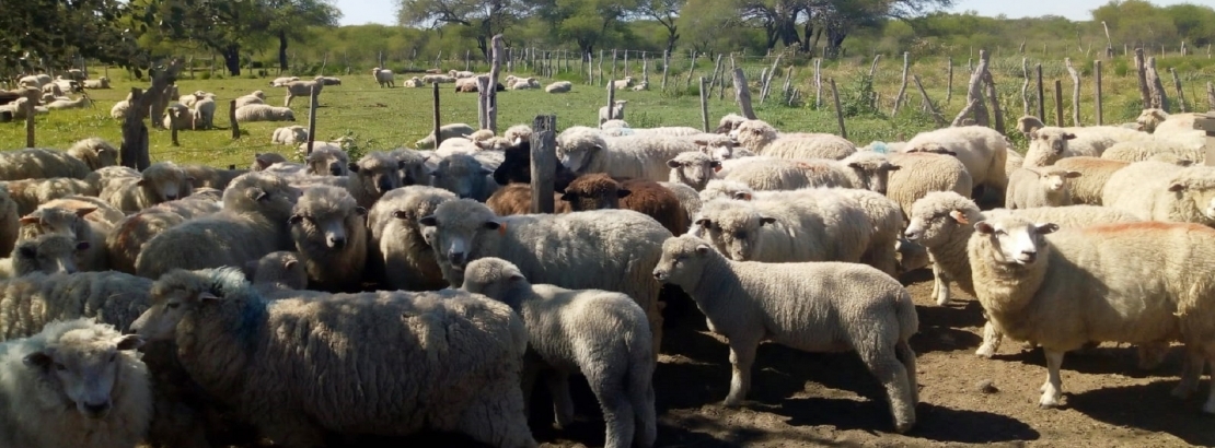Imagen de La mesa ovina Entre Ríos analizó proyectos productivos por más de 37 millones de pesos