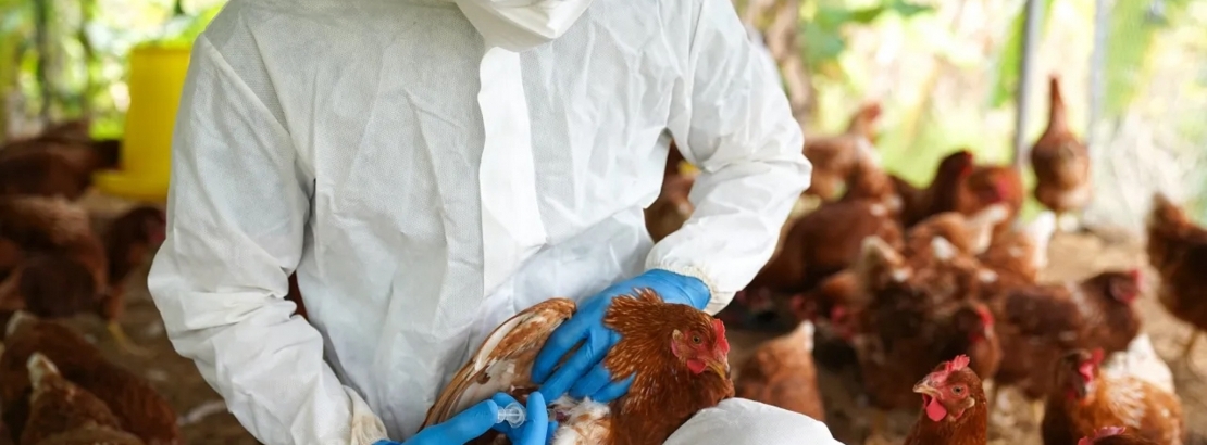 Destacaron el rápido accionar conjunto de la provincia y el Senasa para contener el foco de gripe aviar